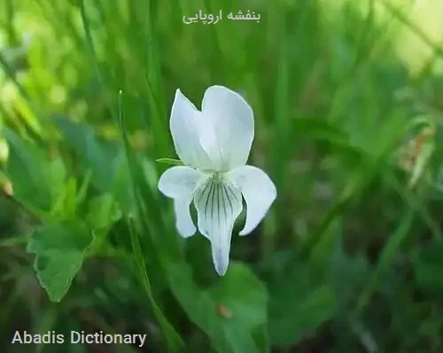 بنفشه اروپایی